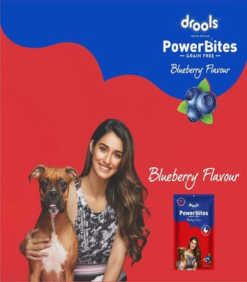 Drools Power Bites Blueberry Flavour Real Chicken Dog Treats - 135 g