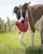 KONG Classic Flyer Toy For Dogs - Red