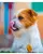 Dogsee Yak Milk Long Lasting Dental Chew Bars - Small/Mini Puppies Adult