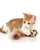 KONG Cat Active Wild tails - Cat Kitten (Assorted)