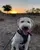 Ruffwear Front Range Dog Harness - Twilight Gray (Reflective Padded Harness for Training Everyday Wear)