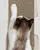 FOFOS Comic Door Hanger Scratch Play with Catnip Cat Toy