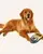 FOFOS Tough Dog Toy Strong Eagle - Squeaky Plush Dog Toy