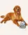 FOFOS Tough Dog Toy Strong Bulldog - Squeaky Plush Dog Toy