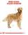 Royal Canin Golden Retriever Adult Dog Food - Dog Dry Food