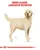 Royal Canin Labrador Adult - Dog Dry Food